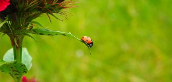 Tiere