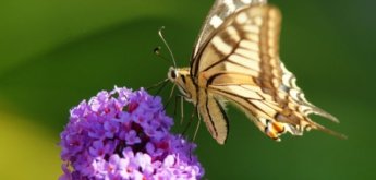 Insektensommer NaBu Aachen